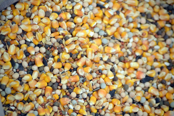 Seed Delivery