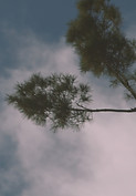 Three Trees still 7.jpg