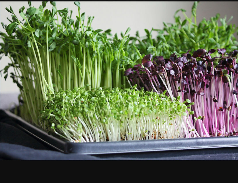 The Importance of Microgreens and Growing Your Own Food