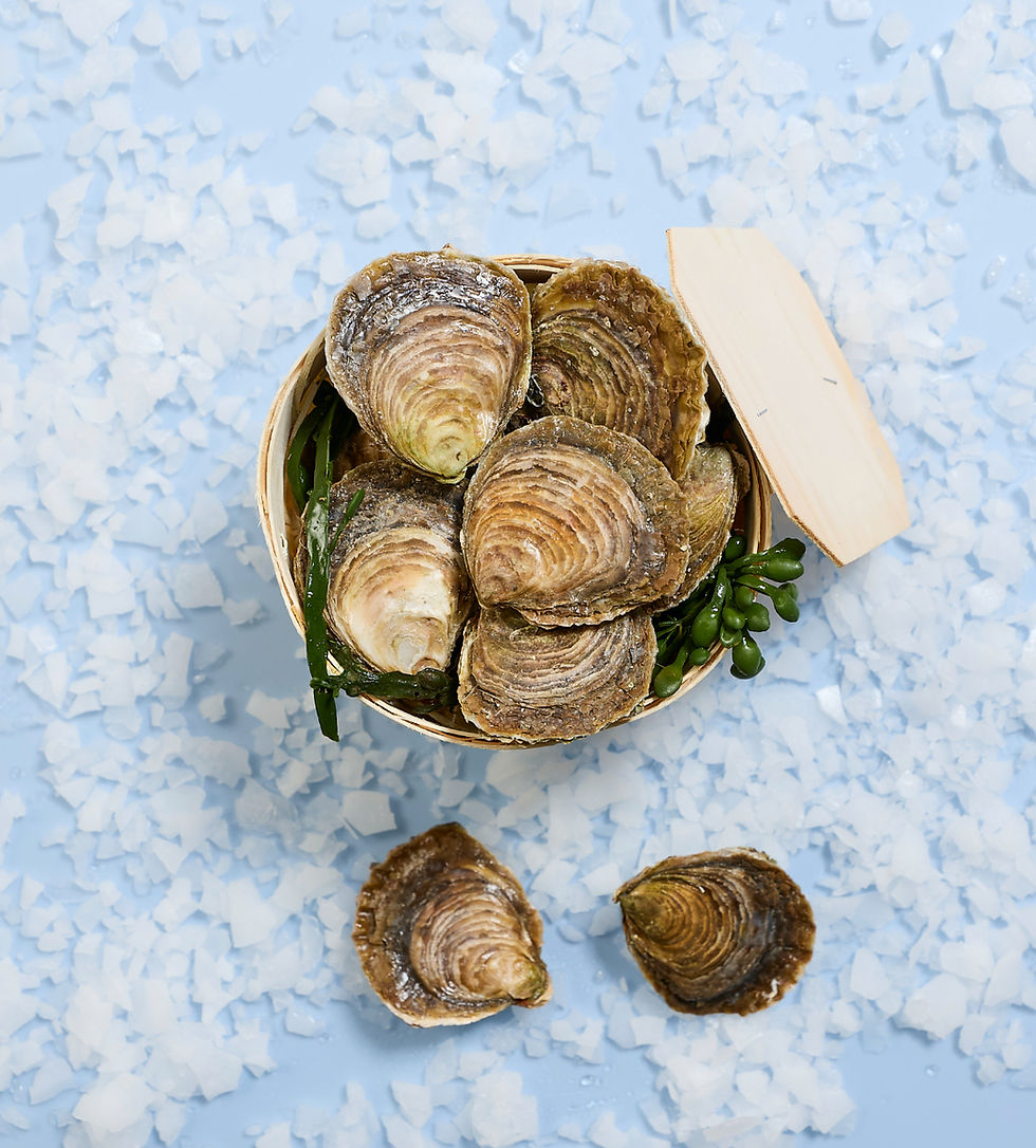 Europäische Flachauster | 12er Korb