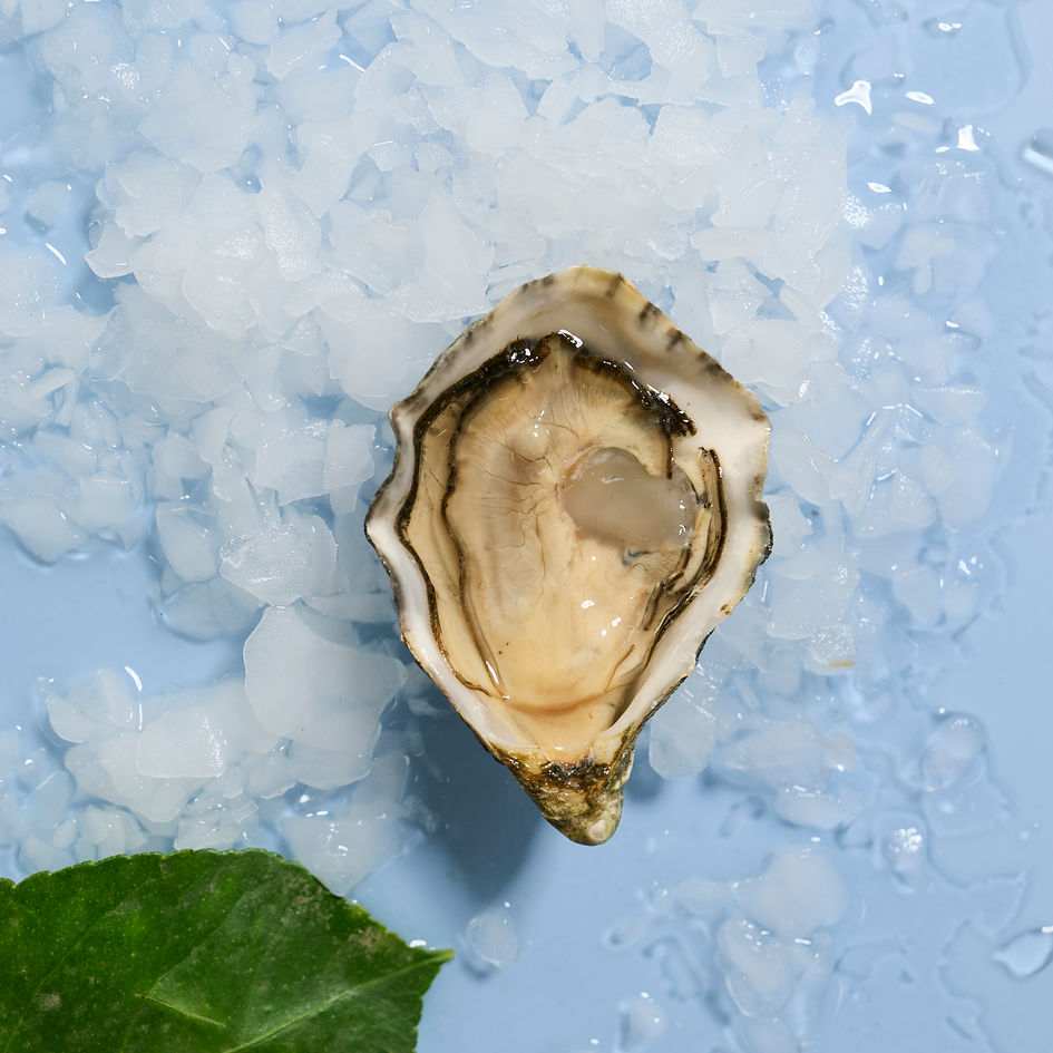 Geöffnete Gillardeau Auster auf Eis