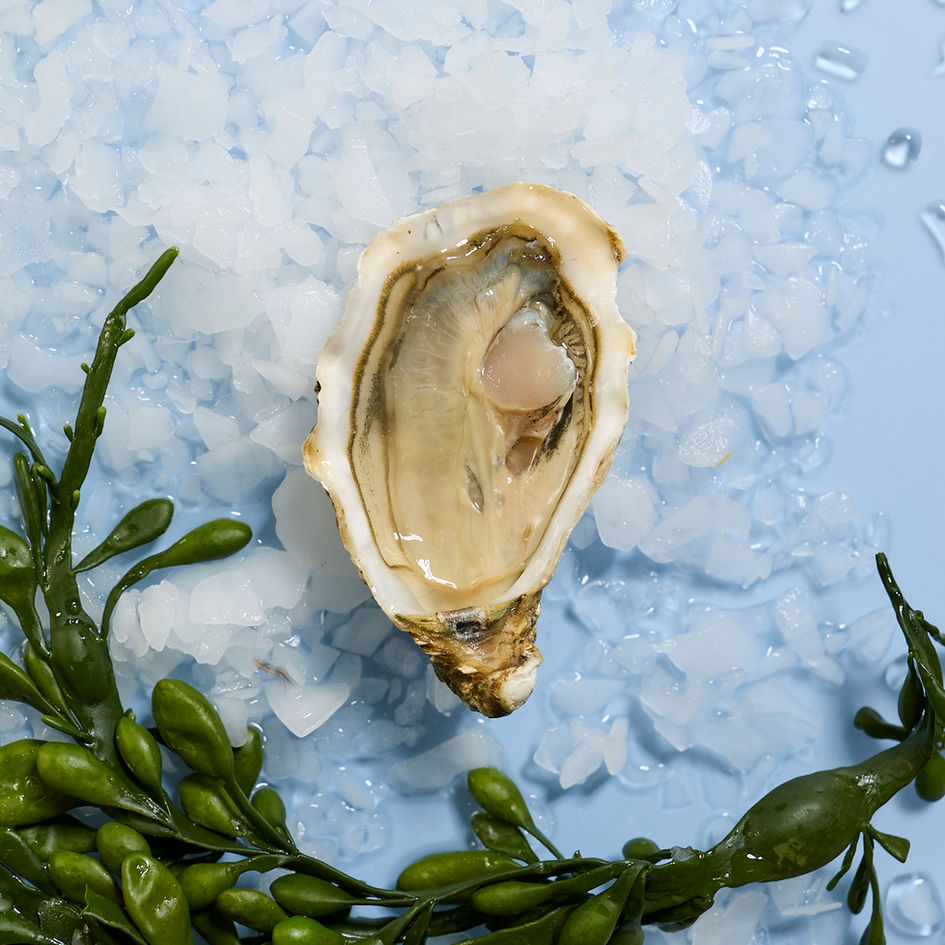 Geöffnete Prestige Zeeland Auster auf Eis