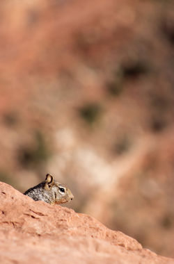 Grand Canyon, USA| 2018
