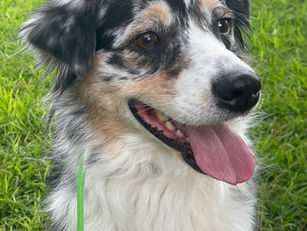 Penny | Australian Shepherd | Glendora, CA | In- Training
