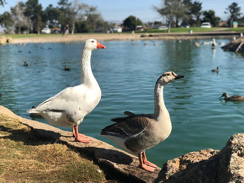 Waller-Park-ducks-and-geese-2-1024x768.jpg