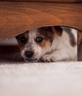 chien peureux_edited.jpg