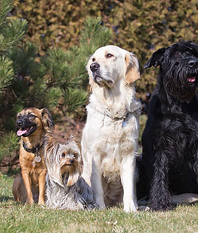 groupe de chiens.jpg