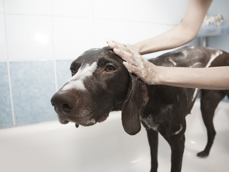 Fall Grooming Tips: Prepping Your Pet’s Coat for Cooler Weather