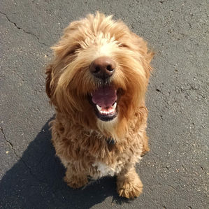 The Spring Grooming Adventure