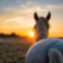 horse from behind sunset_.jpg