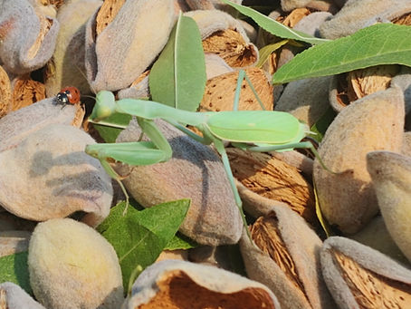 Almond Biodiversity