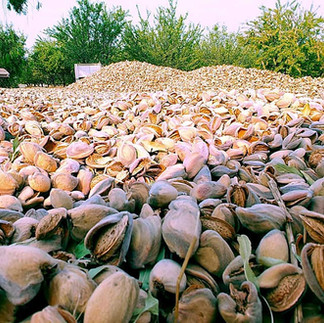 Clean Off-Ground Harvest