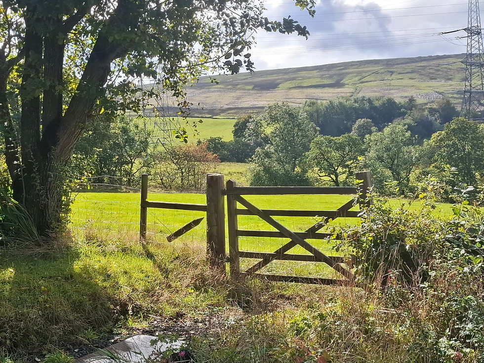 a gate into a sunny field