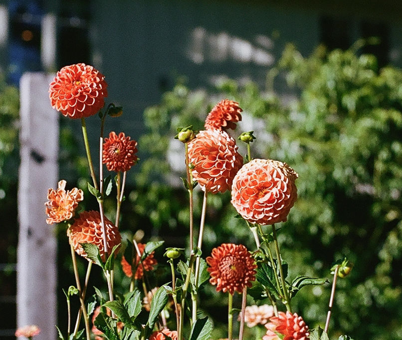 Vibrant orange dahlias bloom in sunlight against a blurred backdrop of greenery and a wooden fence, evoking a feeling of summer's warmth and vitality.