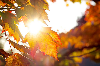 Sunlight shines through autumn leaves in vivid orange and yellow, creating a warm and serene atmosphere as divine light shines through our imperfections and cracks.