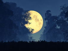Yellow full moon illuminating a dark forest with silhouetted trees. Deep blue night sky creates a serene and mysterious ambiance suggesting the light and dark of the shadow in the spiritual journey.