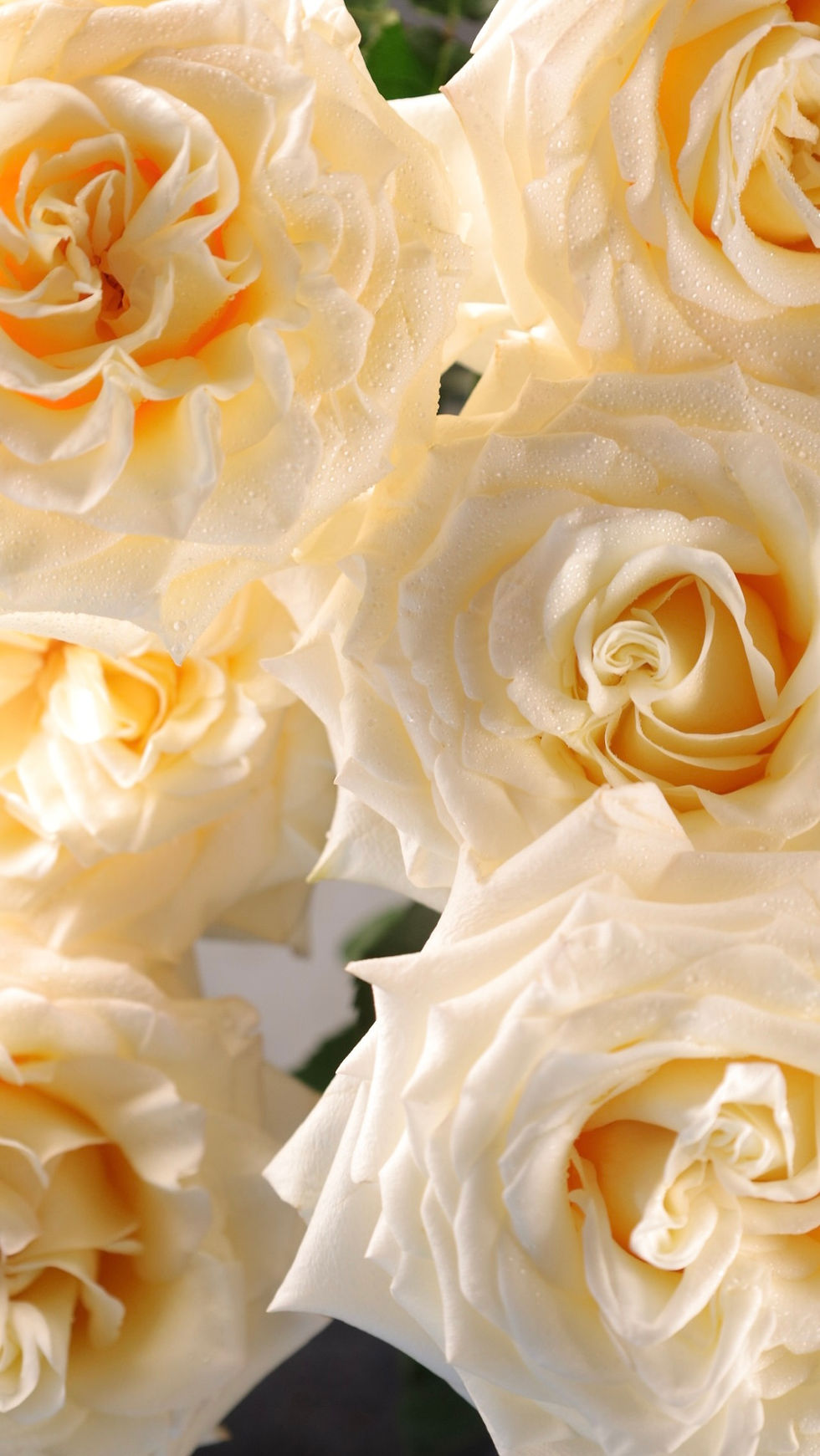 Thumbnail: The beauty