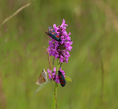IMG_4485.jpg