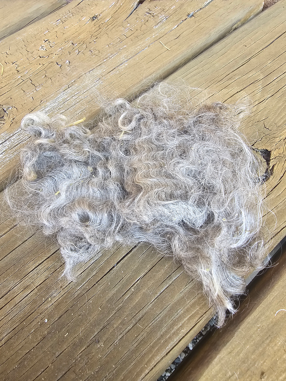 Thumbnail: Hyacinth Raw Fleece 1 lb.