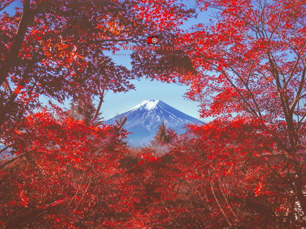 Majestic Silence: Mount Fuji in Autumn Glory