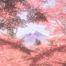 "Mt. Fuji, Through Rose-Colored Leaves"
I had long dreamed of seeing Mt. Fuji in spring - framed by soft pink cherry blossoms, just like the postcards. But when I finally made the trip, nature had other plans. Instead of sakura, I was greeted by maple trees blazing in a fierce, fiery red. It was breathtaking in its own right - majestic, intense, unforgettable.
Still, I couldn't let go of that original vision.
So, I gave myself a challenge: to reimagine the scene as I had always pictured it. I transformed the vibrant reds into delicate shades of pink - a gentle, romantic hue that captures a softer dream. A visual daydream, where imagination meets memory.
In this version, Mt. Fuji wears spring like a blush. And though it may not be what I saw, it's exactly what I felt.
