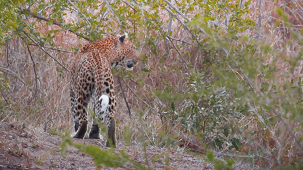 leopard. Kruger National Park, S.A.