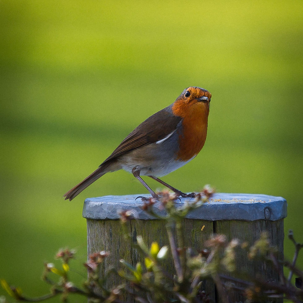 Robin, Roughfort, NI.
