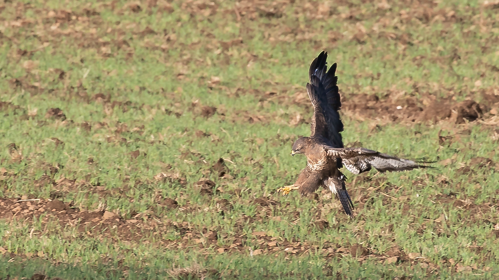 Buzzard Attack