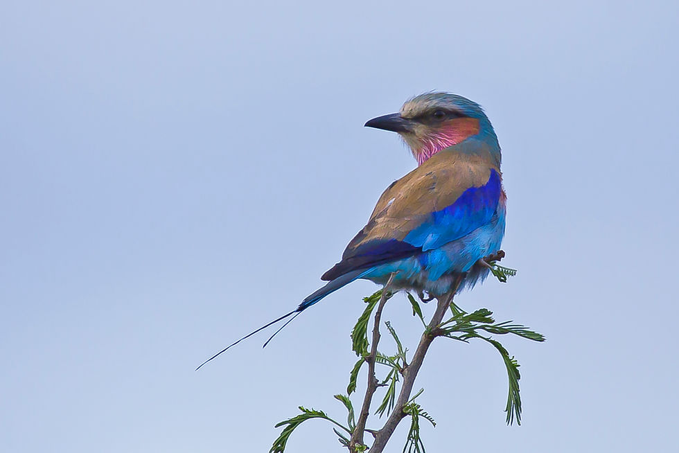 Lilac Breasted Roller, Kruger, SA.
