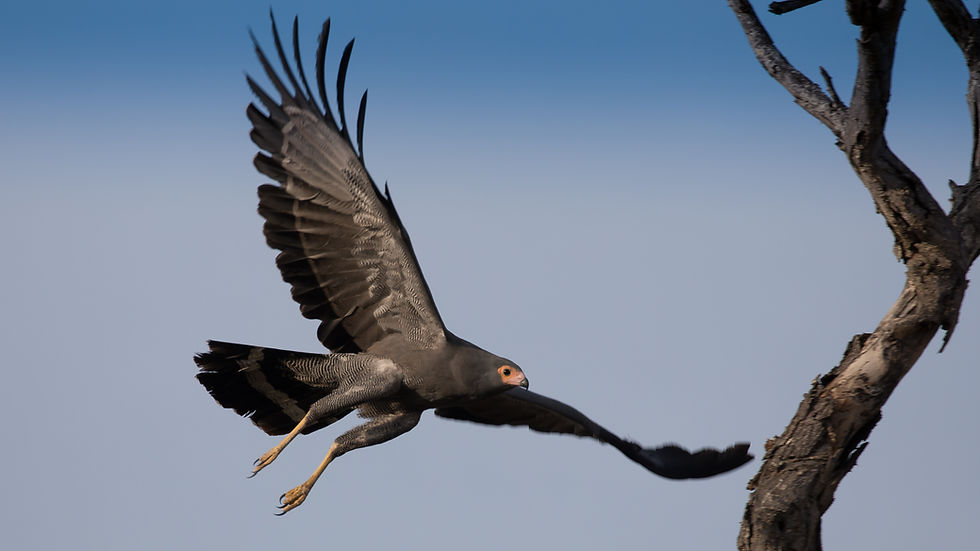 Gymnogene, Kruger Nat Park