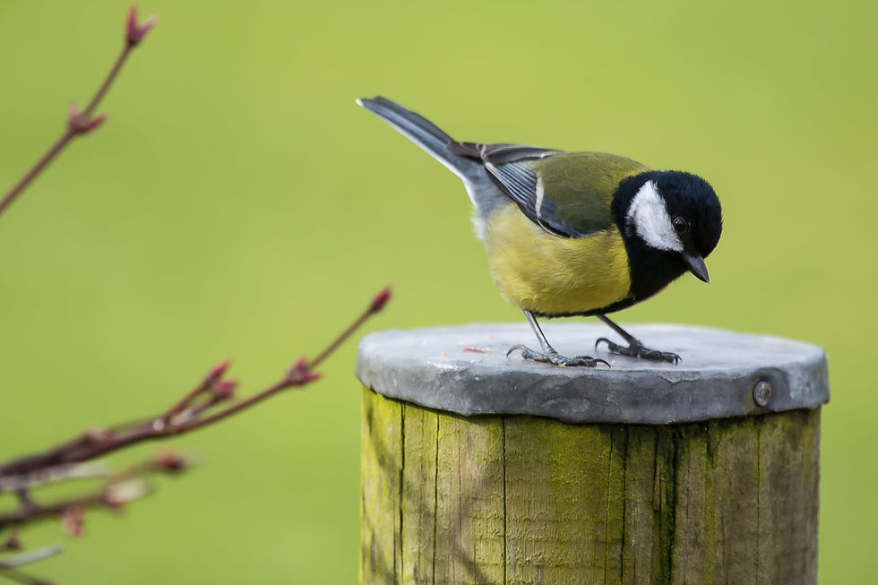 Great Tit, Roughfort, NI.