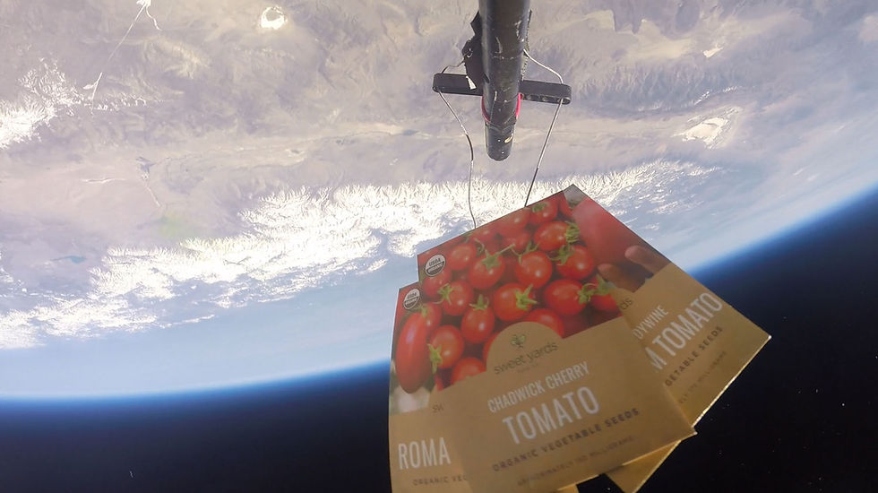 Thumbnail: Tomato Seeds from Space