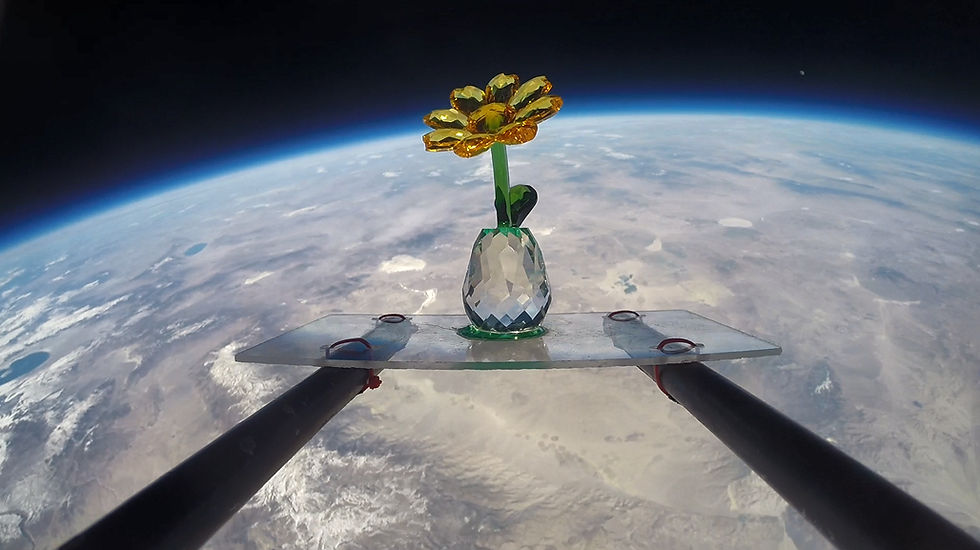 Thumbnail: The Stratosphere Sunflower