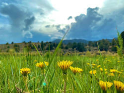 Dandelions-Jordan