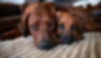 1000269211_edited_edited.jpg