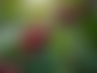 Explore the Art of Coffee Growing with SIGA COFFEE MAIN