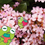 Thumbnail: strawberry kermie