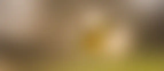 Pierwszy oblot pszczół– co to oznacza dla pszczelarza?