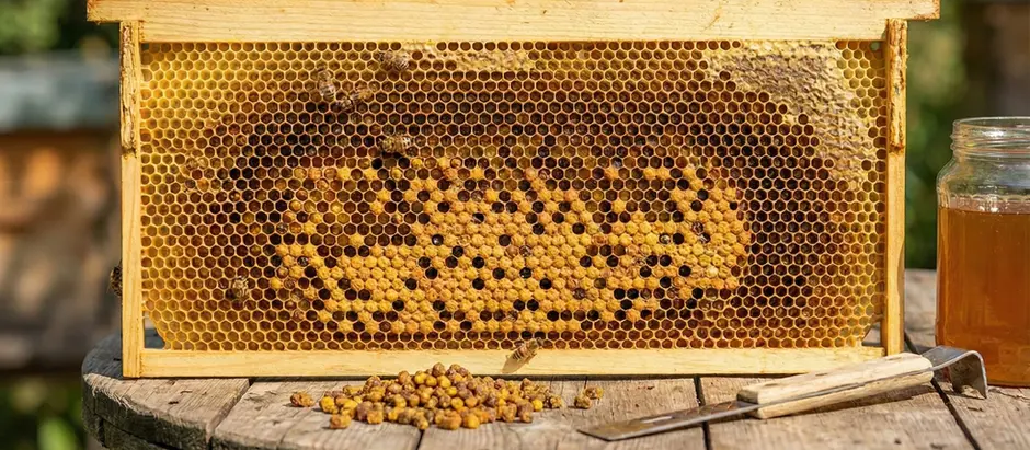 Pierzga vs. Suplementy: Dlaczego naturalna biodostępność pierzgi wygrywa z tabletkami z apteki?