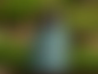 Miód leśny hybryda z mnóstwem zalet