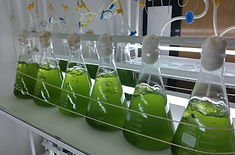 01 Primary Inocula  (1).JPG