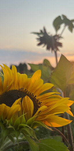 SideviewSunflowerSunest.jpg