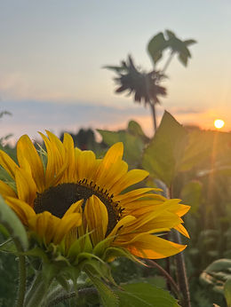 SideviewSunflowerSunest.jpg