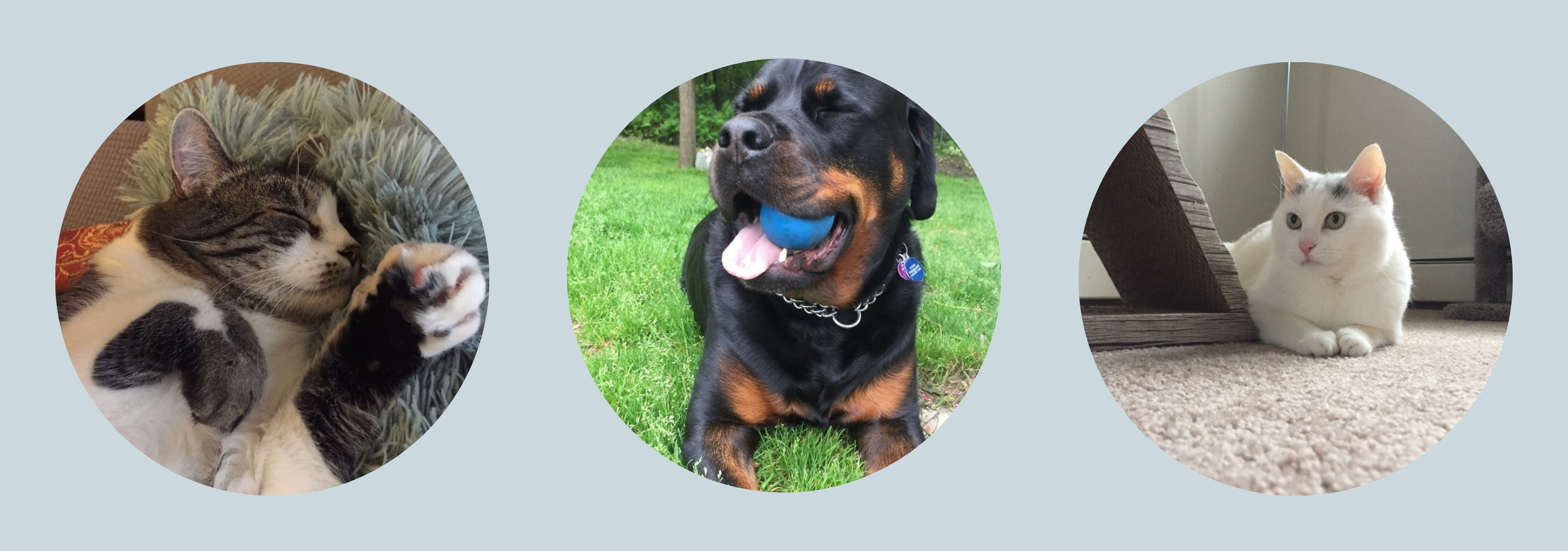 Pet Sitter Holyoke Chicopee Pet Kare by Krystal