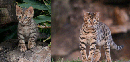 bengal Dsabre