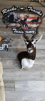 blackbuck 4