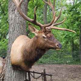 Elk