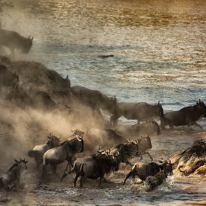 Safari Moments