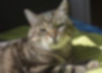 jannus6.catsenzo.jpg