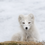 Thumbnail: Arctic Fox Premium Blank 4" x 6" Cards